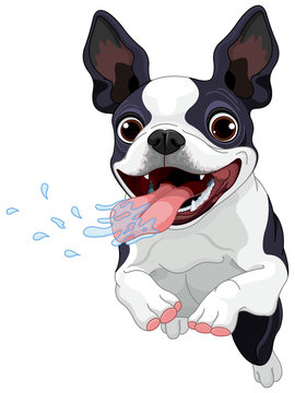 Boston Terrier Cartoon Images – Browse 1,868 Stock Photos, Vectors, and  Video | Adobe Stock