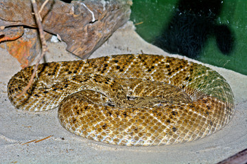 Western diamondback rattlesnake