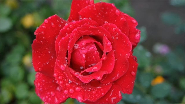 Regentropfen fallen sanft auf Rose