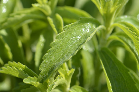 Stevia plant