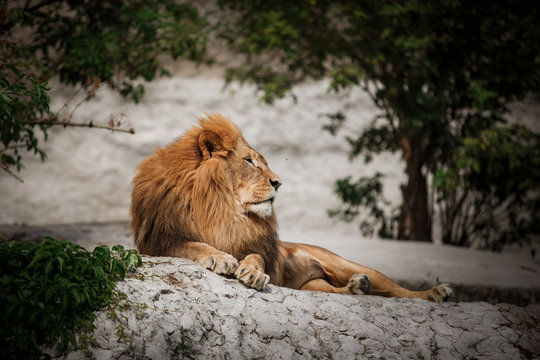 Portrait of an adult lion resting