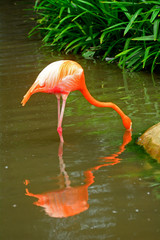 Greater flamingo