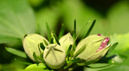 Hibiskusknospen © wondermallow