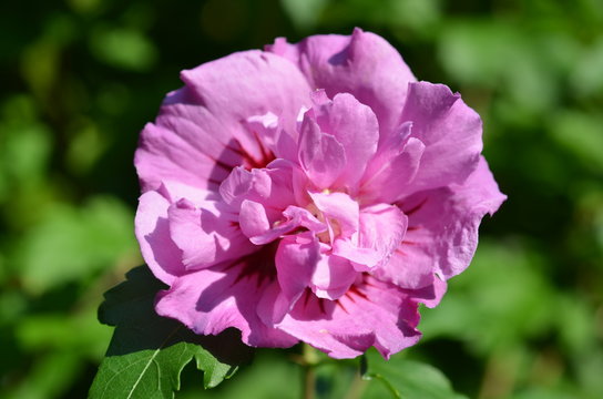 Hibiskusbl&uuml;te
