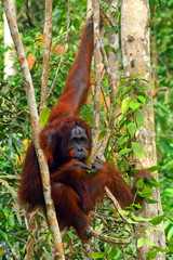 Orangutan, Borneo, Malaysia