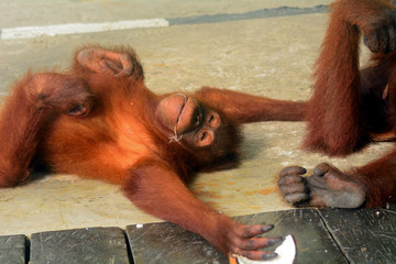 Orangutan, Borneo, Sarawak, Semenggoh Wildlife Reserve, Malaysia