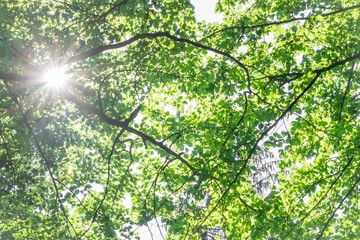 Blätterdach - Laubbäume