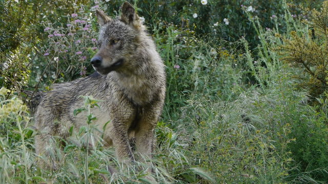  Iberian wolf watching and gasping between the wet grass rain  