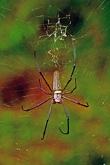 Northern Golden Orb Weaver, Borneo, Malaysia