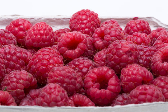 A beautiful selection of freshly picked ripe red raspberries.