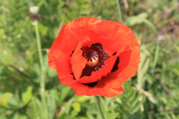 Orange poppy