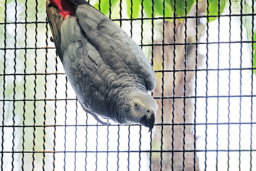 african grey parrot hang on the grill