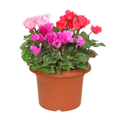 cyclamen rouge et rose en pot