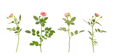 Series of pink garden roses isolated on white