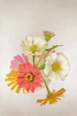 Zinnia flowers from above. Bird's eye view of flower arrangement, filtered and with added vignette.