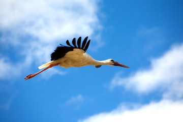 Big stork with long red beak flys against blue sky with white clouds. Birds in the wild closeup