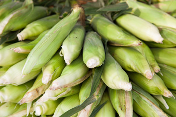 Lots of fine ripe corncobs