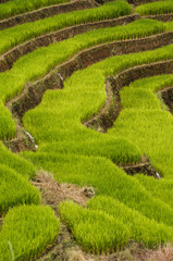 Closer view of the Rice Terraces. Rice production in Thailand