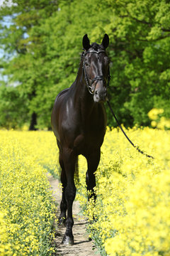 Amazing black dutch warmblood with yellow flowers