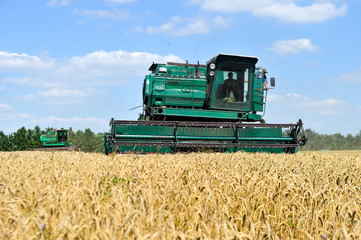 Obraz premium Combine harvests wheat on a field in sunny summer day