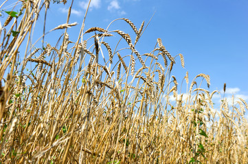 Golden wheat close up against blue sky in sunny summer day