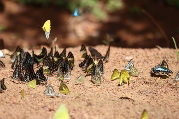 Group of  butterfly on the ground