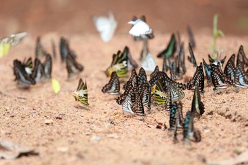 Group of  butterfly on the ground