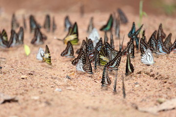 Group of  butterfly on the ground