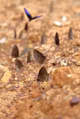 Common Indian Crow butterfly (Euploea core Lucus)