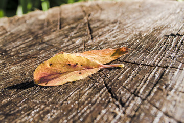 Autumn leaf