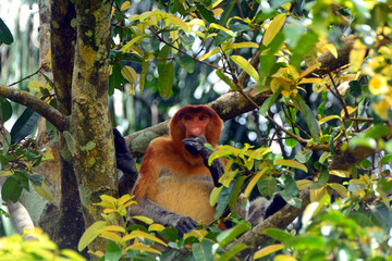 Proboscis monkey, Borneo, Malaysia