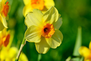 Yellow Terry Narcissus closeup