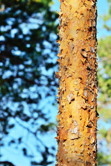 Pine forest on a sunny day