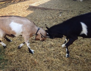 Goats fighting