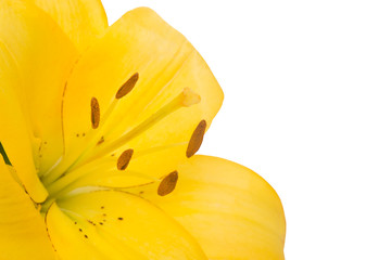 huge yellow lilies
