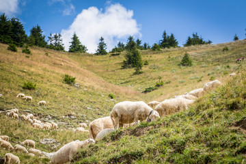 Fototapeta premium Flock of sheep on mountain pastures