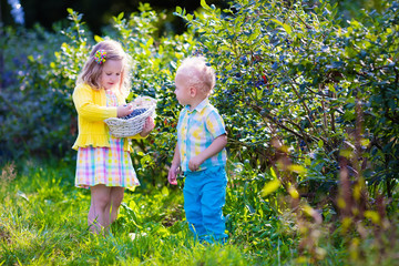 Kids picking blueberry