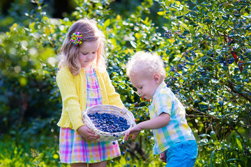 Kids picking blueberry