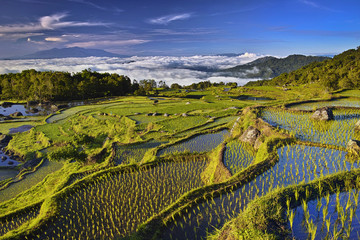pola uprawne ryżowe na wyspie Sulawesi Indonezja © Ryszard