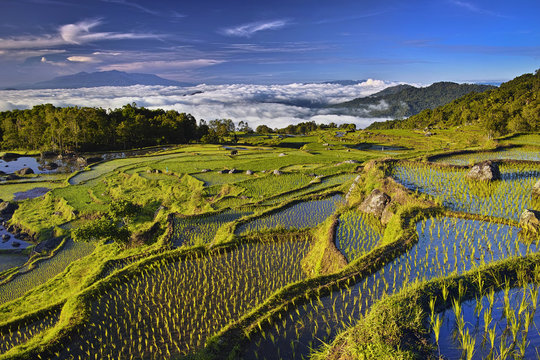 pola uprawne ryżowe na wyspie Sulawesi Indonezja