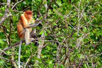 Fototapeta premium Proboscis monkey, Borneo, Malaysia