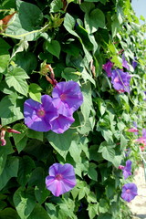 Piwonia © shutterfil77