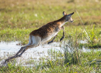 Antelope running across the savannah! Botswana. Africa.