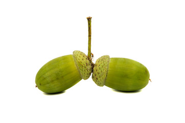 Green acorn