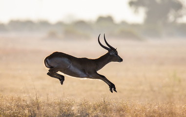 Antelope running across the savannah! Botswana. Africa.