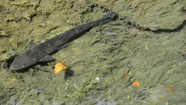 Graskarpfen im Fluss Brigach
