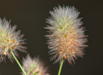 Wild flowers of Clover field extreme macro shot. (lat. Trifolium arvense)