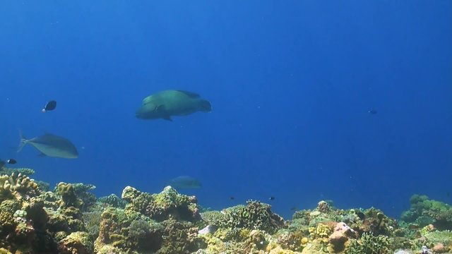 Napoleon on a coral reef. Humphead wrasse