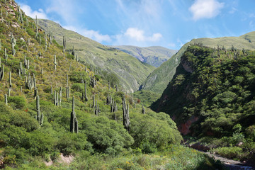Fototapeta na wymiar Escoipe Gorge (Quebrada de Escoipe)