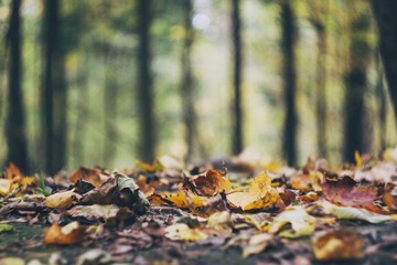 forest floor
